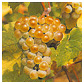Pinot blanc vin d'Alsace
